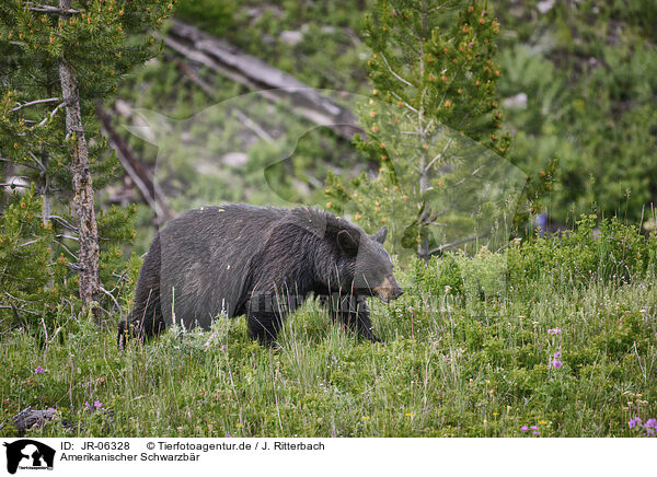 Amerikanischer Schwarzbr / American black bear / JR-06328
