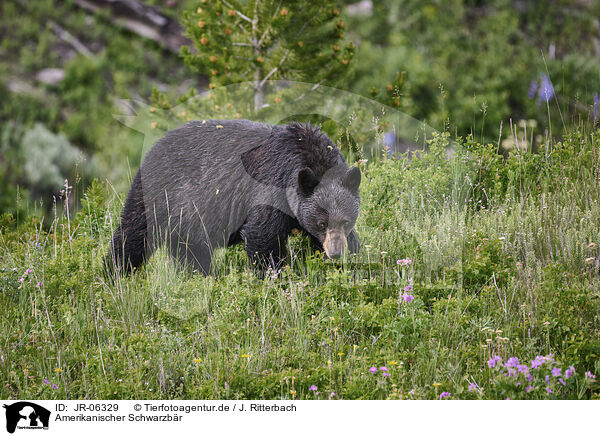 Amerikanischer Schwarzbr / American black bear / JR-06329