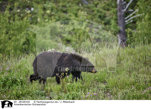 Amerikanischer Schwarzbr / American black bear / JR-06330