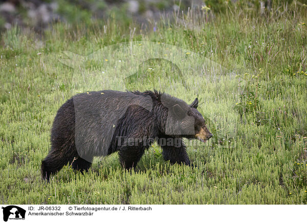Amerikanischer Schwarzb�r / American black bear / JR-06332