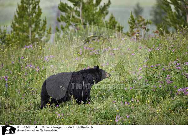 Amerikanischer Schwarzbr / American black bear / JR-06334