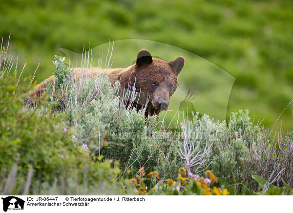 Amerikanischer Schwarzbr / American black bear / JR-06447