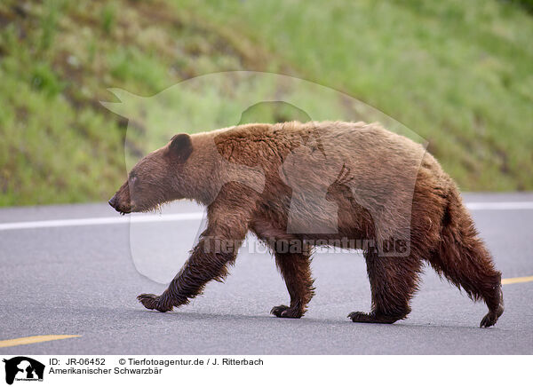 Amerikanischer Schwarzbr / JR-06452