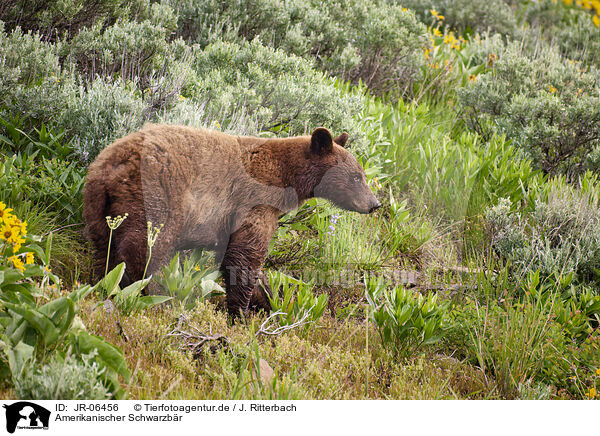 Amerikanischer Schwarzbr / American black bear / JR-06456
