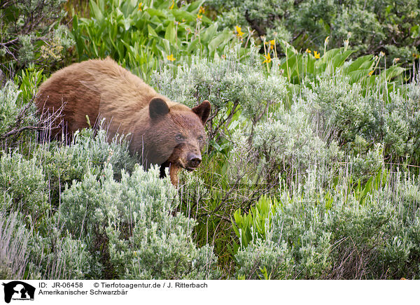 Amerikanischer Schwarzbr / American black bear / JR-06458