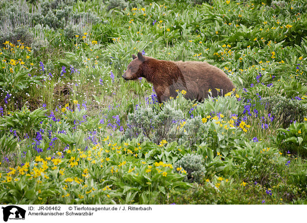 Amerikanischer Schwarzbr / American black bear / JR-06462