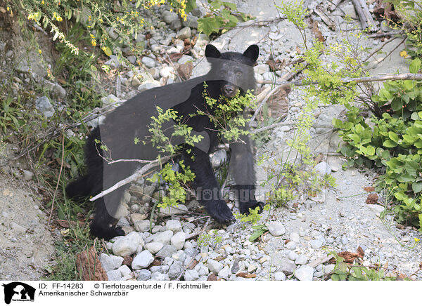 Amerikanischer Schwarzbr / American black bear / FF-14283