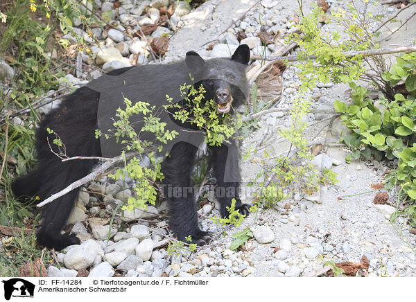 Amerikanischer Schwarzbr / American black bear / FF-14284