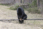 Amerikanischer Schwarzbär