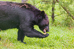 Amerikanischer Schwarzbär