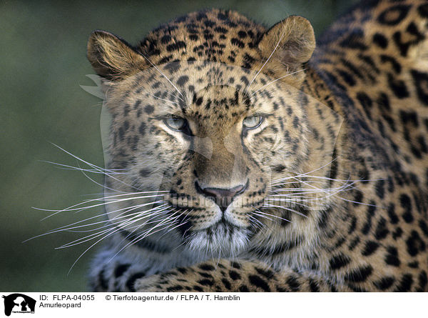 Amurleopard / Amur leopard / FLPA-04055