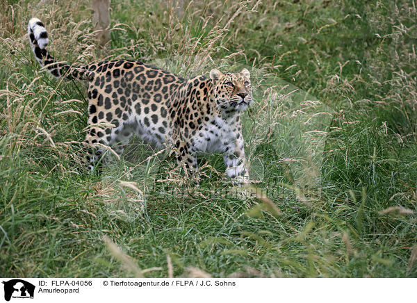 Amurleopard / Amur leopard / FLPA-04056
