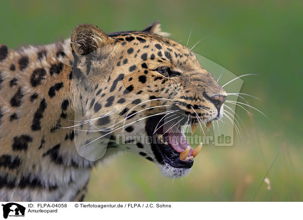 Amurleopard / FLPA-04058