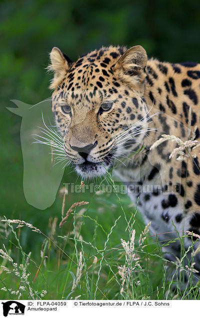 Amurleopard / FLPA-04059