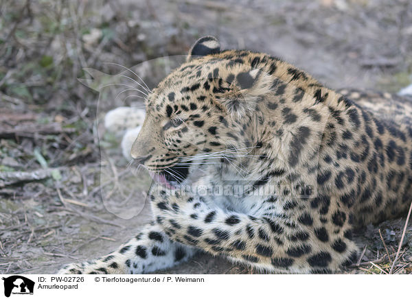 Amurleopard / Amur leopard / PW-02726