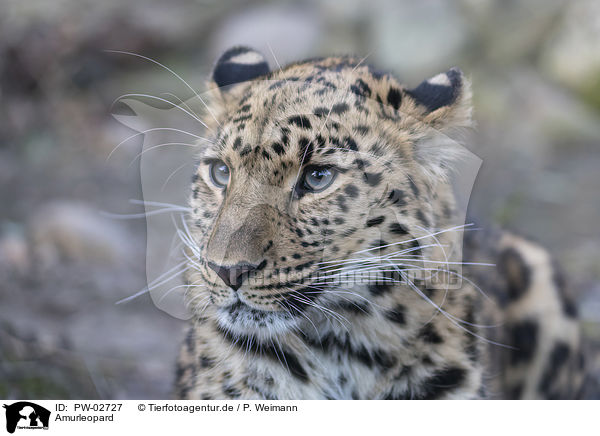 Amurleopard / Amur leopard / PW-02727