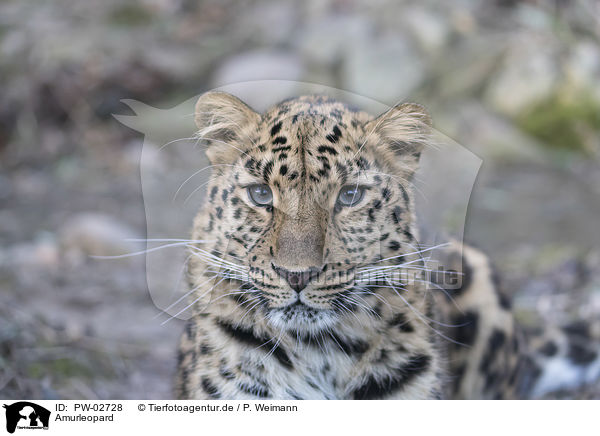 Amurleopard / Amur leopard / PW-02728