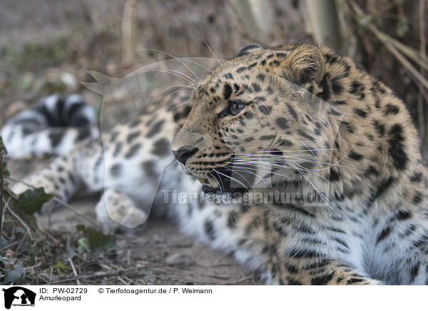 Amurleopard / PW-02729