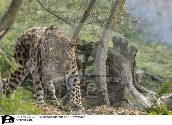 Amurleopard / Amur leopard / PW-02730