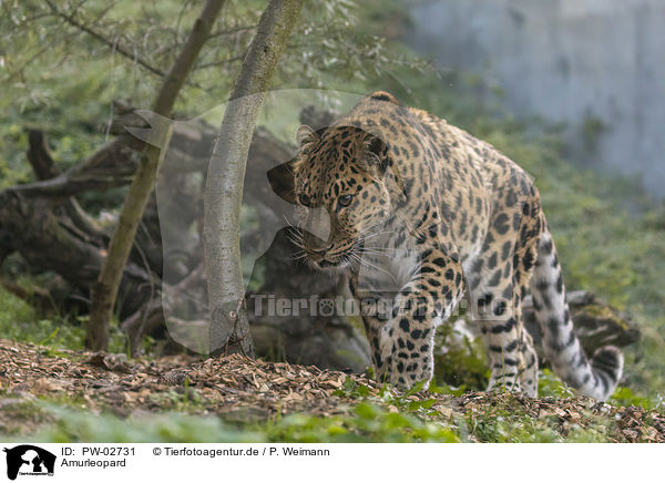 Amurleopard / PW-02731