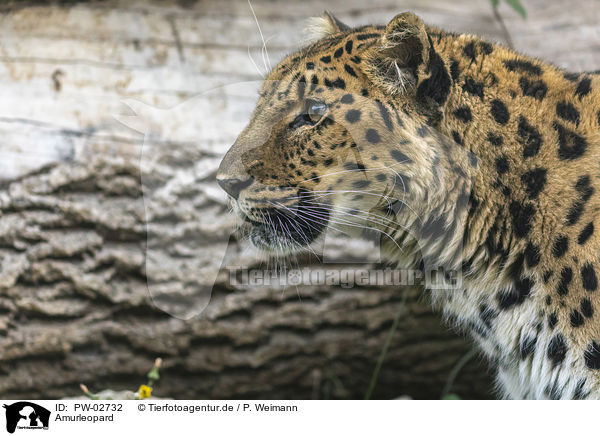 Amurleopard / PW-02732