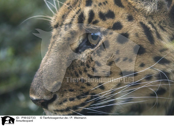 Amurleopard / Amur leopard / PW-02733