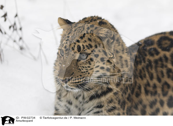 Amurleopard / Amur leopard / PW-02734