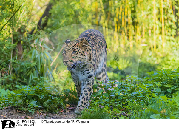 Amurleopard / Amur leopard / PW-12531
