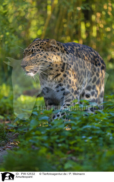 Amurleopard / Amur leopard / PW-12532