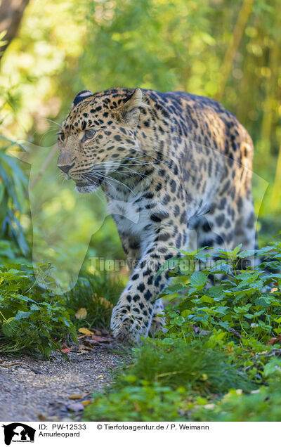 Amurleopard / Amur leopard / PW-12533