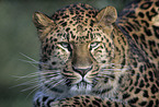 Amurleopard