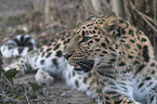 Amurleopard