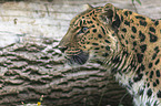 Amurleopard