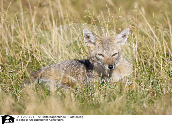 liegender Argentinischer Kampfuchs / lying Argentine fox / HJ-01024