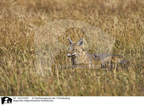 liegender Argentinischer Kampfuchs / lying Argentine fox / HJ-01025