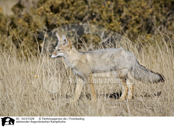 stehender Argentinischer Kampfuchs / standing Argentine fox / HJ-01026