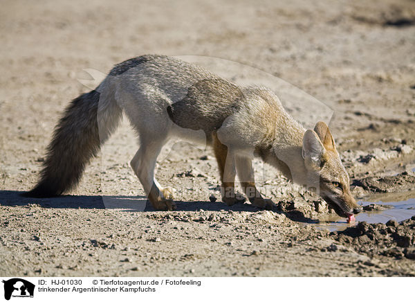 trinkender Argentinischer Kampfuchs / drinking Argentine fox / HJ-01030