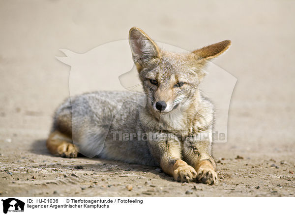 liegender Argentinischer Kampfuchs / lying Argentine fox / HJ-01036