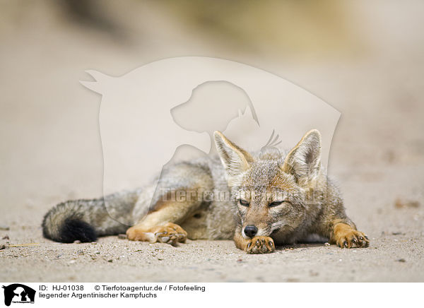 liegender Argentinischer Kampfuchs / lying Argentine fox / HJ-01038