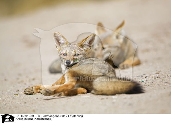 Argentinische Kampfchse / Argentine foxes / HJ-01039
