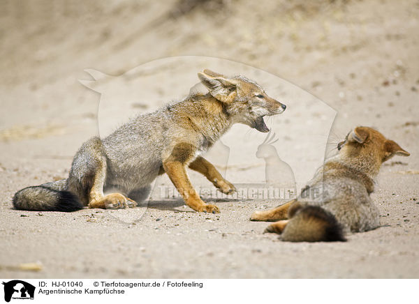 Argentinische Kampfchse / Argentine foxes / HJ-01040