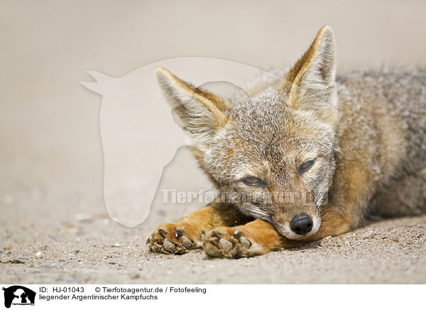 liegender Argentinischer Kampfuchs / lying Argentine fox / HJ-01043