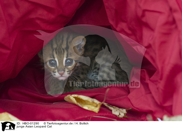 junge Asian Leopard Cat / HBO-01290
