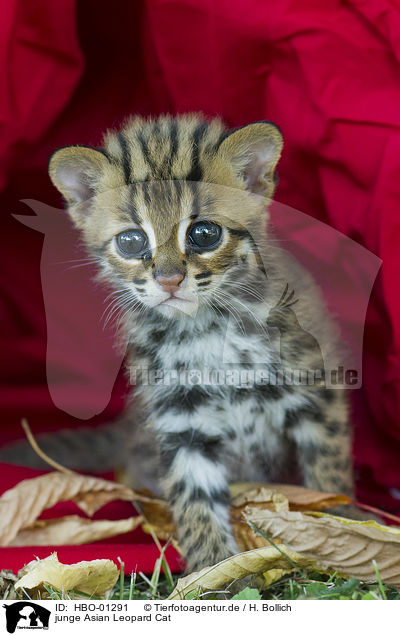 junge Asian Leopard Cat / HBO-01291