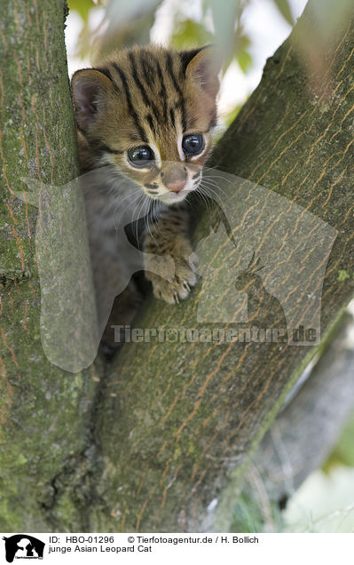 junge Asian Leopard Cat / young Asian Leopard Cat / HBO-01296