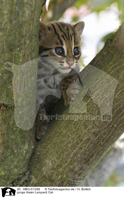 junge Asian Leopard Cat / HBO-01298