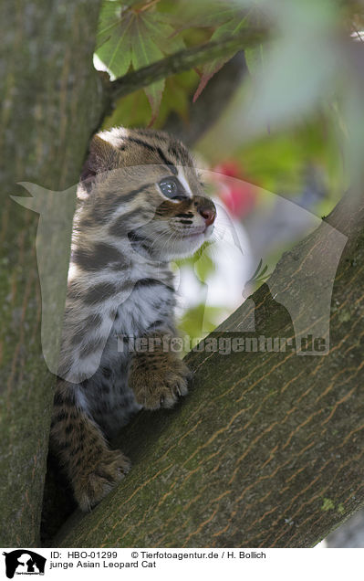 junge Asian Leopard Cat / young Asian Leopard Cat / HBO-01299