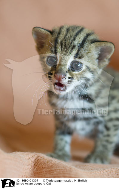 junge Asian Leopard Cat / young Asian Leopard Cat / HBO-01307