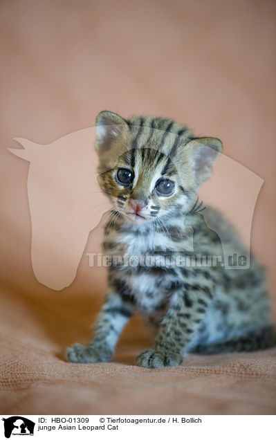 junge Asian Leopard Cat / young Asian Leopard Cat / HBO-01309