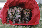 Asian Leopard Cats